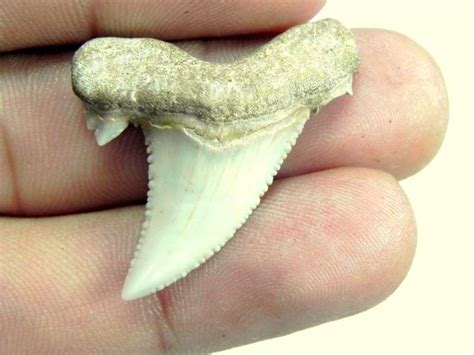 shark tooth pics.